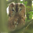 /album/my-local-birding-gallery/tawny-owl-on-my-local-patch-today-jpg/